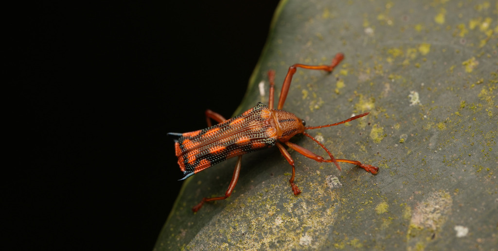 Sceloenopla pretiosa