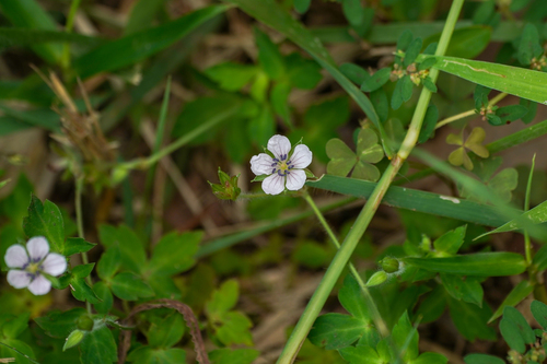 Image of Geranium thunbergii by (c) WATANABE Hitoshi 渡辺仁, some rights reserved (CC BY)