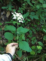 Hydrangea cinerea