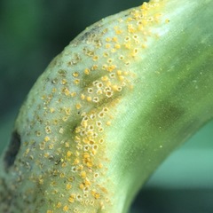 Puccinia recondita