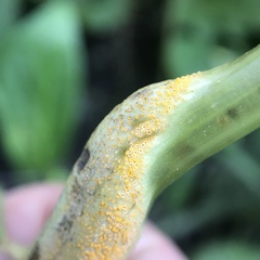Puccinia recondita