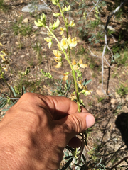 Lupinus angustiflorus