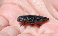 Chalcophora angulicollis