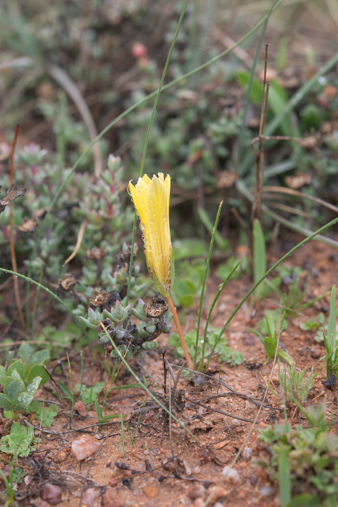 Romulea citrina, Namakwa District Municipality, South Africa