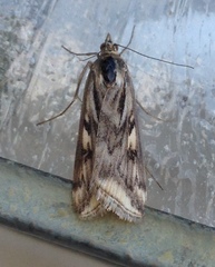 Loxostege cereralis