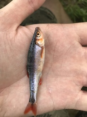 Lythrurus fasciolaris