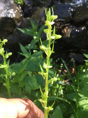 Platanthera sparsiflora