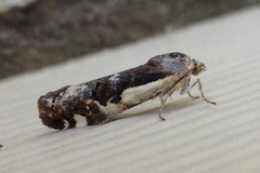 Tarache augustipennis