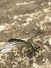 Stylogomphus