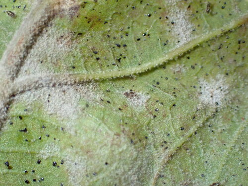 Sycamore Powdery Mildew