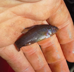 Aphredoderus sayanus