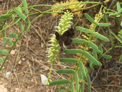 Riodinidae