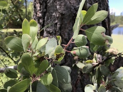 Arctostaphylos viscida