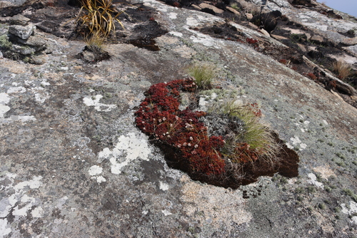 Crassula globularioides