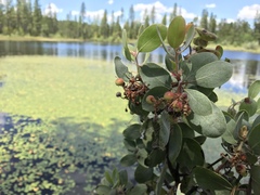 Arctostaphylos viscida