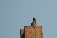 Pycnonotus cafer