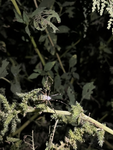 Wasp Spider