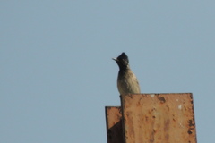 Pycnonotus cafer