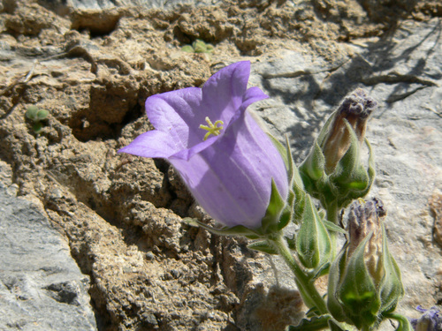 Campanula tomentosa, photograph 2