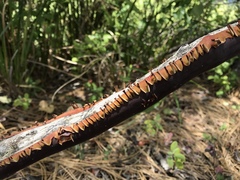 Arctostaphylos viscida