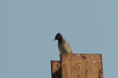Pycnonotus cafer