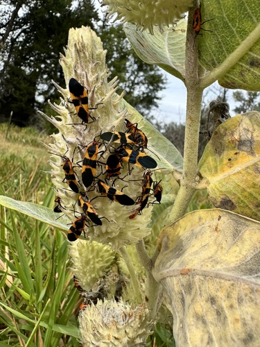 Large Milkweed Bug photographed in Nebraska