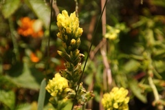 Castilleja wightii
