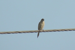 Euodice malabarica