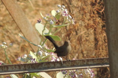 Copsychus fulicatus