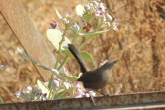 Copsychus fulicatus