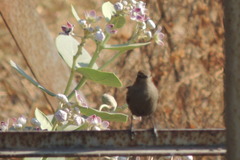 Copsychus fulicatus