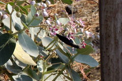 Cinnyris asiaticus