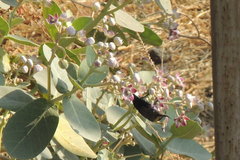 Cinnyris asiaticus