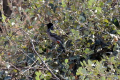 Pycnonotus cafer