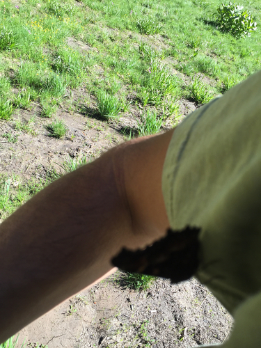 iNaturalist observation photo of Commas