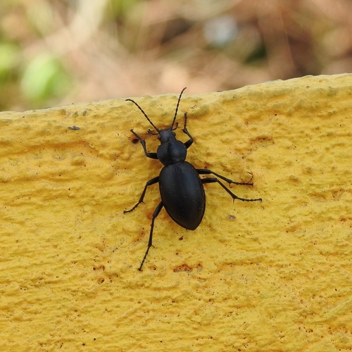 Calosoma blaptoides, 2021-05-14