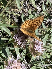 Speyeria callippe macaria