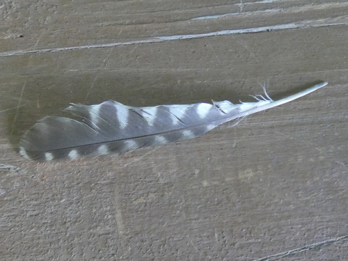 Plume de Pic vert