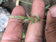 Polypogon interruptus