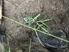 Polypogon interruptus