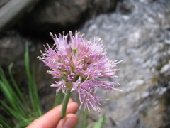 Allium validum