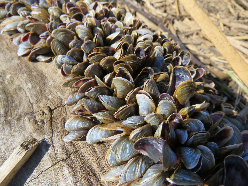 Golden Mussel (Aquatic Invasive Species in Alberta) · iNaturalist