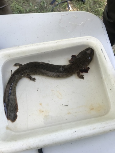 Common Mudpuppy