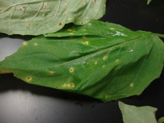 Puccinia circaeae