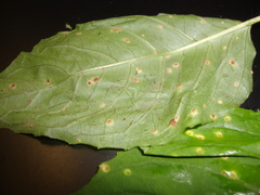 Puccinia circaeae