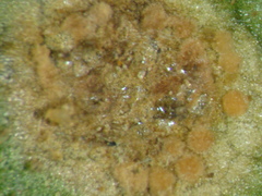 Puccinia circaeae