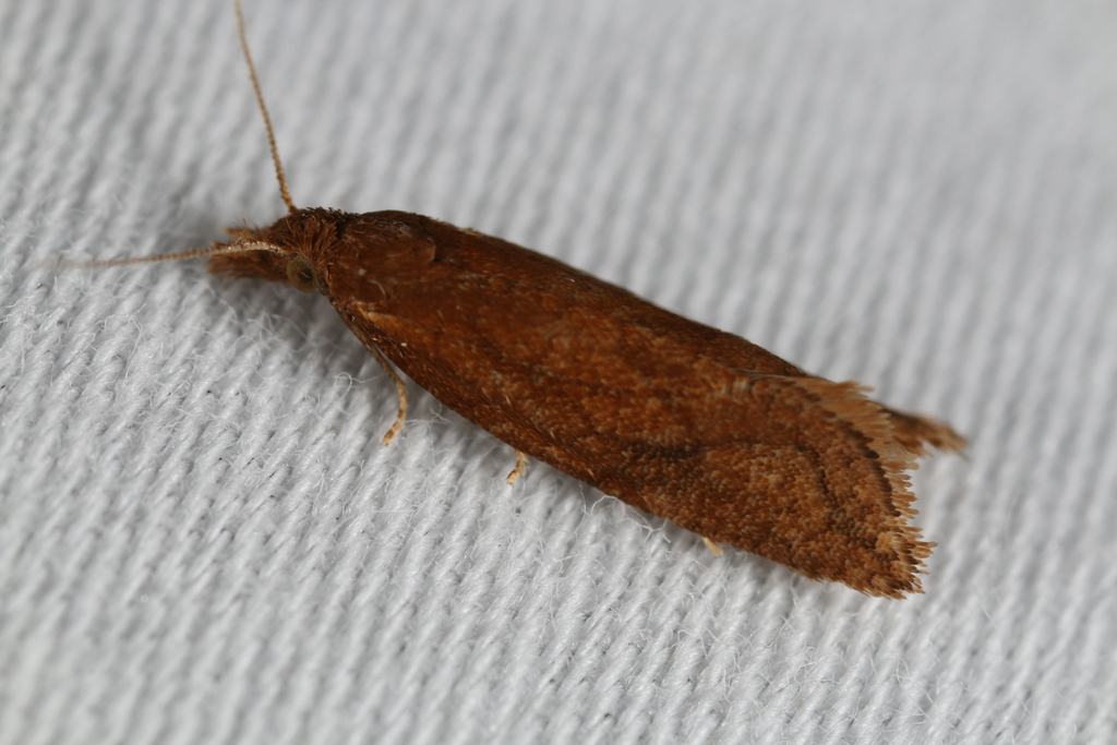 Reddish Aethes from Montague, NJ, USA on August 16, 2024 at 10:46 PM by ...