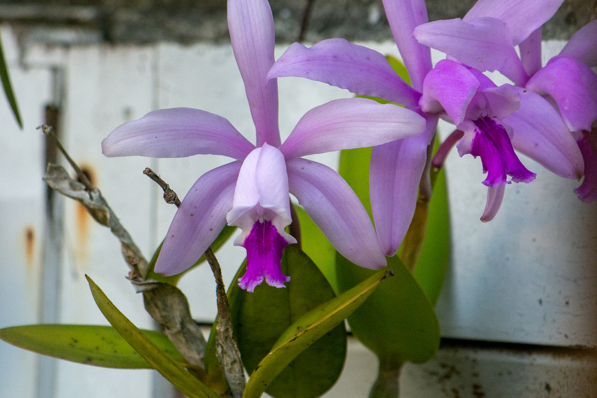 Imagem de Orquídea