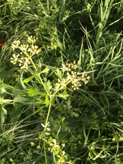 Polytaenia nuttallii