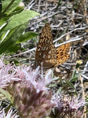 Speyeria callippe macaria